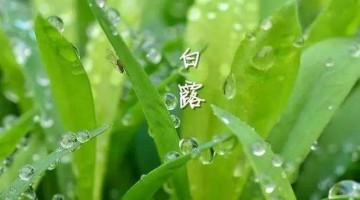 涼風(fēng)至，白露降